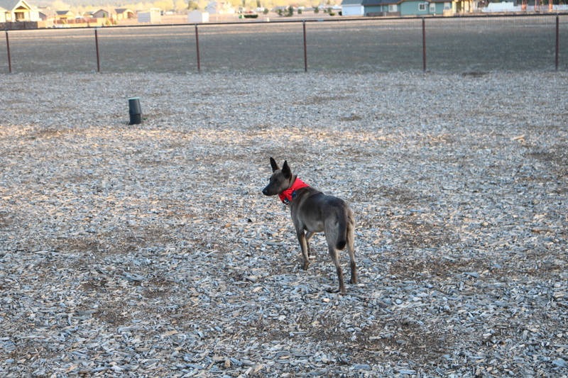 Toby has a fenced acre to play
